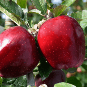 Jabuka plantažna – Super čif – sadnica, fotografija 1