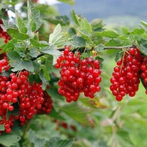 Ribizla – Crvena ribizla – sadnica, fotografija 1