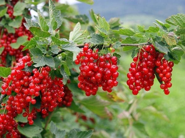 Ribizla – Crvena ribizla – sadnica, fotografija 1
