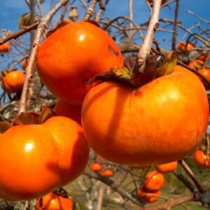Jabuka – Jabuka japanska kaki – sadnica, fotografija 1