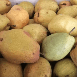 Kruška – Citronka – sadnica, fotografija 1