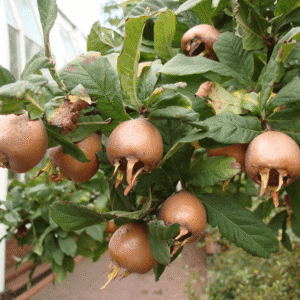 Mušmula – Domaća – sadnica, fotografija 1