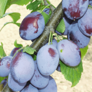 Šljiva – Madžarka – sadnica, fotografija 1