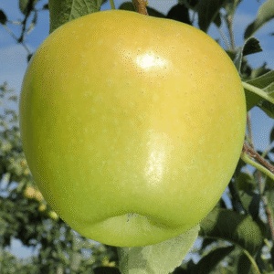 Jabuka plantažna – Rajders – sadnica, fotografija 1