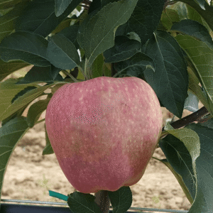 Jabuka plantažna – Red čif – sadnica, fotografija 1