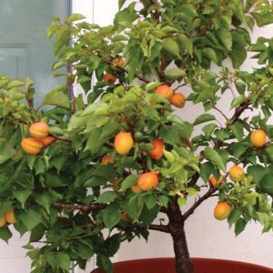 Mini / patuljasto voće – Kajsija – sadnica, fotografija 1