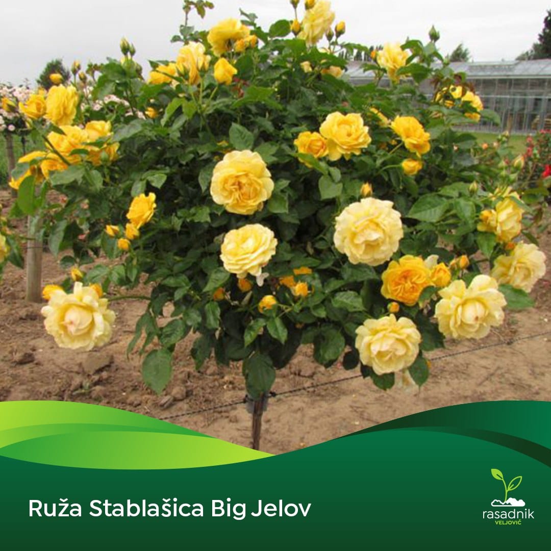 Ruža Stablašica – Big Yellow – sadnica, fotografija 1