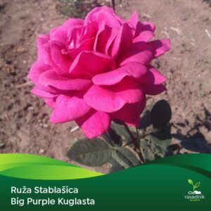 Ruža Stablašica – Big Purple – sadnica, fotografija 1