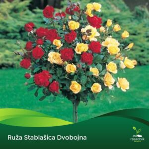 Ruža Stablašica – Dvobojna Crveno Žuta – sadnica, fotografija 1
