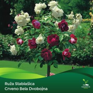 Ruža Stablašica – Sačma Dola – sadnica, fotografija 1