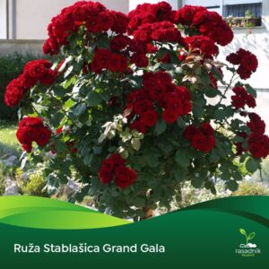 Ruža Stablašica – Grand Gala – sadnica, fotografija 1