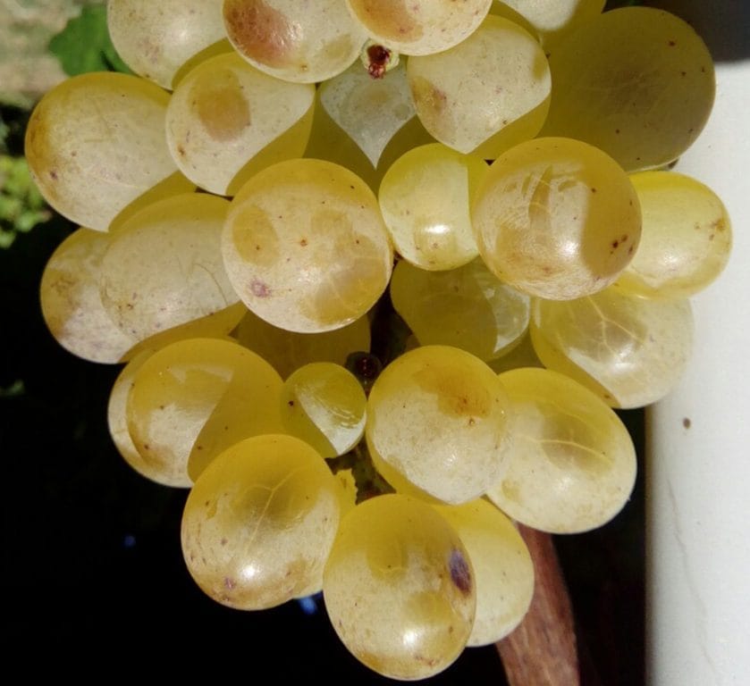 Vinova loza – Lasta – sadnica, fotografija 1