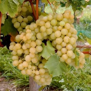 Vinova loza – Kraljica vinograda – sadnica, fotografija 1