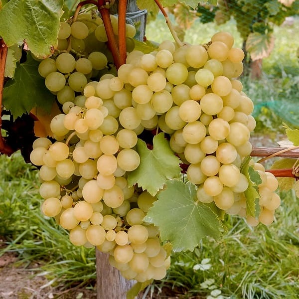 Vinova loza – Kraljica vinograda – sadnica, fotografija 1