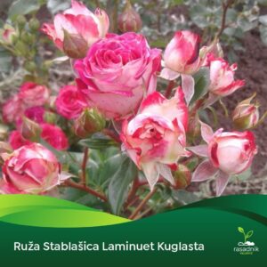 Ruža Stablašica – Laminuet – sadnica, fotografija 1