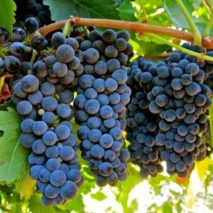 Vinova loza – Mišel Palieri – sadnica, fotografija 1