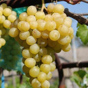 Vinova loza – Muskat Italija – sadnica, fotografija 1