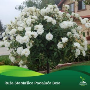 Ruža Stablašica – Bela – sadnica, fotografija 1