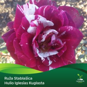 Ruža Stablašica – Hulio Iglesias – sadnica, fotografija 1