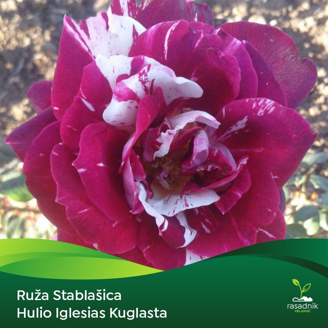 Ruža Stablašica – Hulio Iglesias – sadnica, fotografija 1