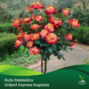 Ruža Stablašica – Orijent Ekspres – sadnica, fotografija 1