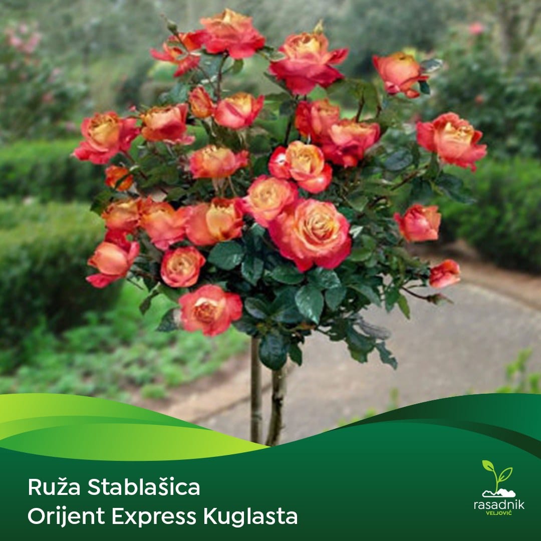Ruža Stablašica – Orijent Ekspres – sadnica, fotografija 1