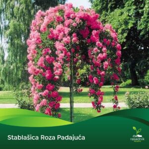 Ruža Stablašica – Roze padajuća – sadnica, fotografija 1