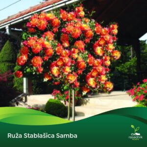 Ruža Stablašica – Samba – sadnica, fotografija 1