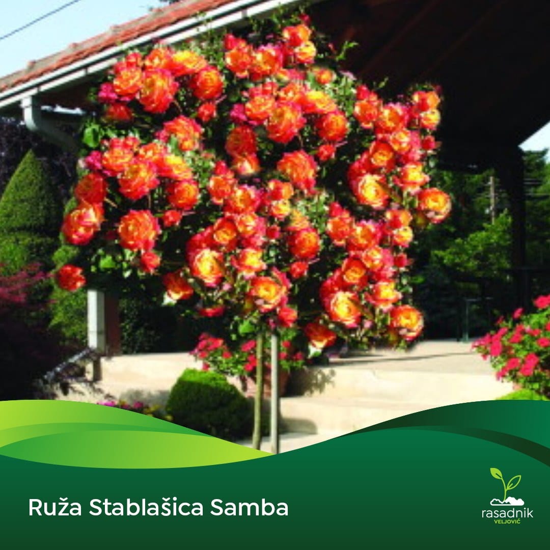 Ruža Stablašica – Samba – sadnica, fotografija 1