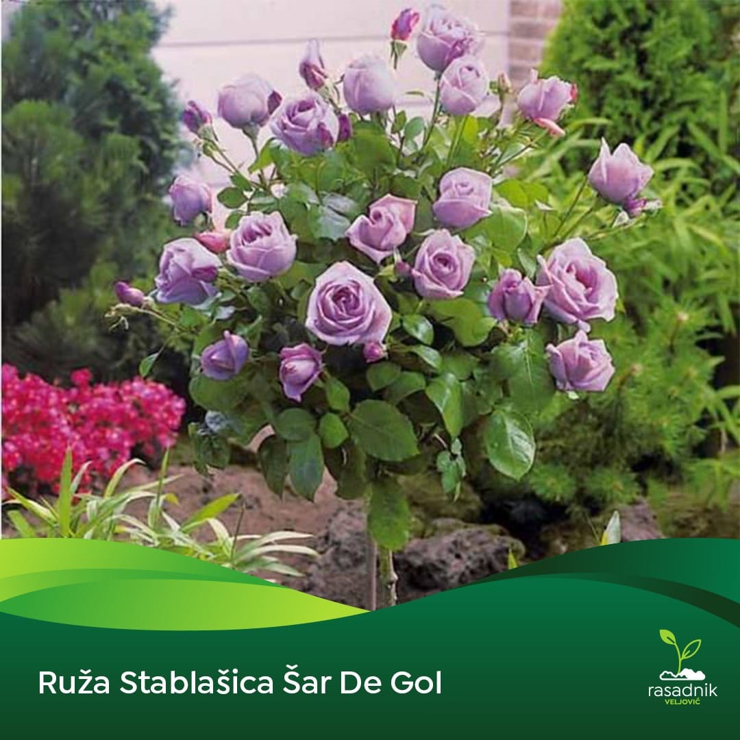 Ruža Stablašica – Šarl de Gol – sadnica, fotografija 1