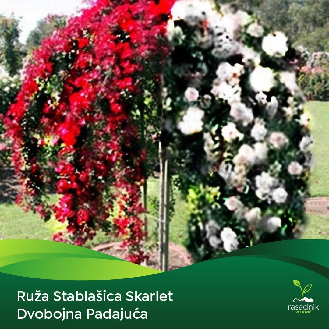 Ruža Stablašica – Skartlet dvobojna – sadnica, fotografija 1