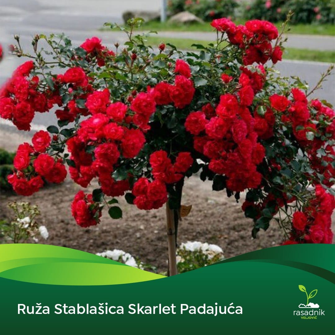 Ruža Stablašica – Skarlet – sadnica, fotografija 1