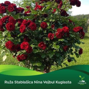 Ruža Stablašica – Nina Vejbul – sadnica, fotografija 1