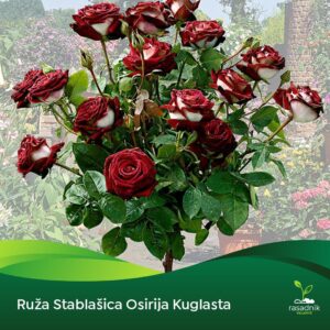 Ruža Stablašica – Osirija – sadnica, fotografija 1