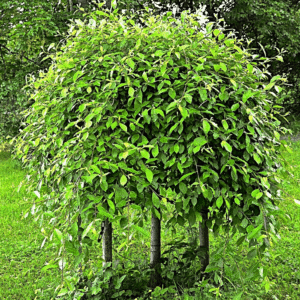 Padajuća vrba (Salix caprea ‘Kilmarnock’) – sadnica, fotografija 1