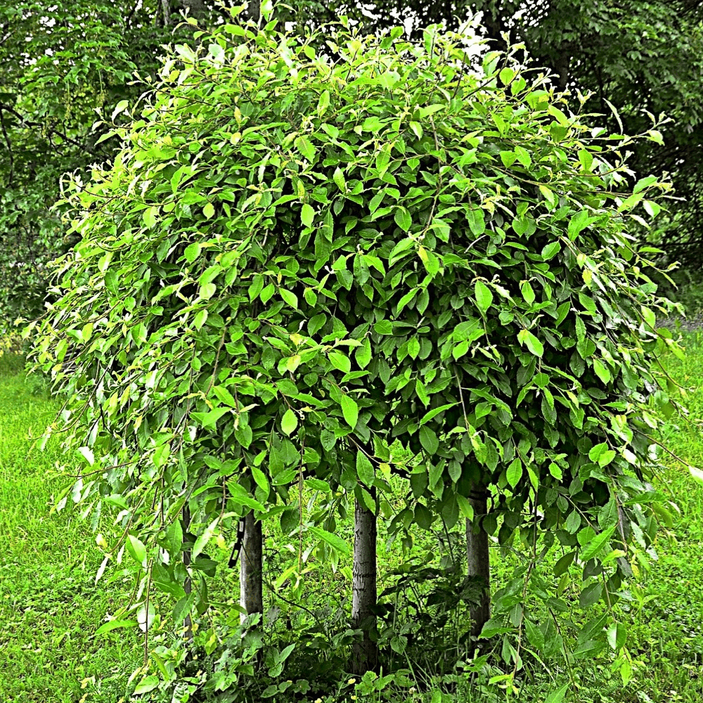 Padajuća vrba (Salix caprea ‘Kilmarnock’) – sadnica, fotografija 1