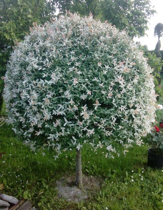 Šarena vrba Salix integra – sadnica, fotografija 3