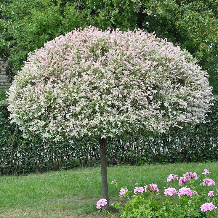 Šarena vrba Salix integra – sadnica, fotografija 2
