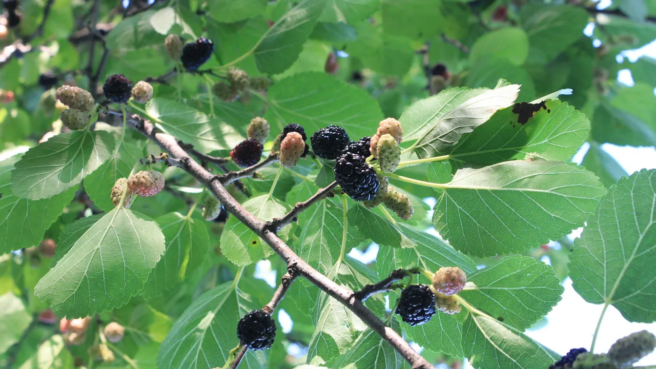 Crni Dud (Morus nigra) – sadnica, fotografija 2