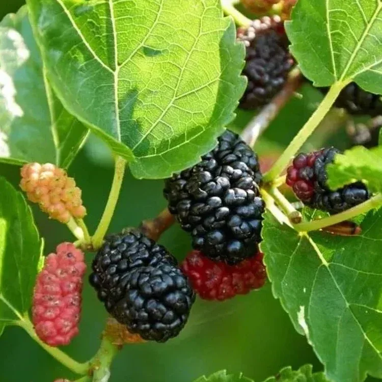 Crni Dud (Morus nigra) – sadnica, fotografija 1