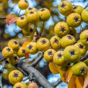 Divlja kruška (Pyrus pyraster) – sadnica, fotografija 1