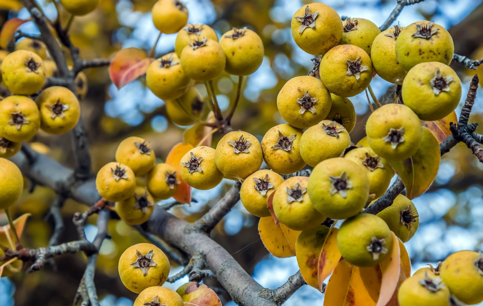 Divlja kruška (Pyrus pyraster) – sadnica, fotografija 1