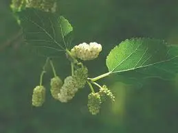 Beli dud (Morus alba) – sadnica, fotografija 3