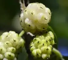 Beli dud (Morus alba) – sadnica, fotografija 2