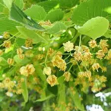 Lipa – (Tilia spp.) – sadnica, fotografija 1