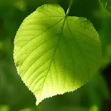 Lipa – (Tilia spp.) – sadnica, fotografija 2