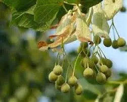 Lipa – (Tilia spp.) – sadnica, fotografija 3
