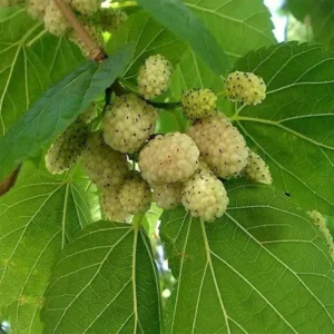 Beli dud (Morus alba) – sadnica, fotografija 1
