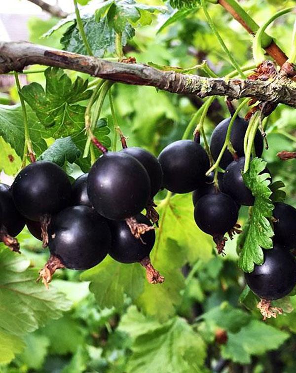 Jošta (Ribes x nidigrolaria) – sadnica, fotografija 3