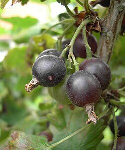 Jošta (Ribes x nidigrolaria) – sadnica, fotografija 1
